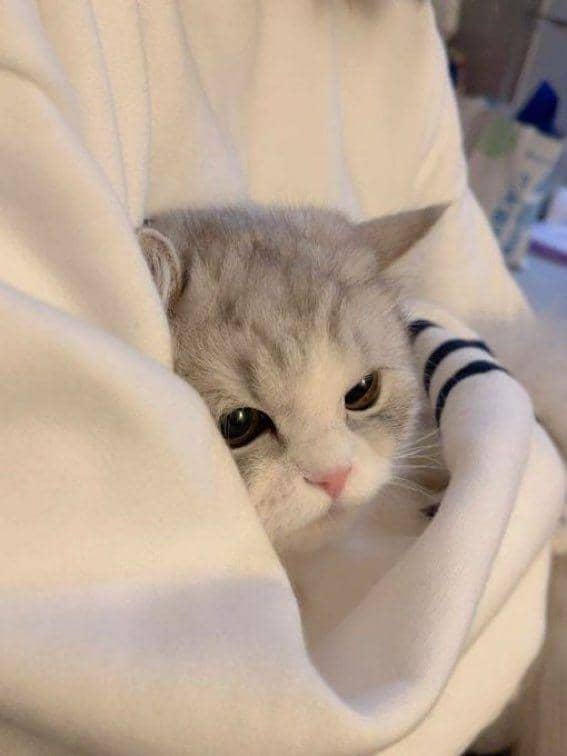 kucing kesepian (twitter.com/couplesimages)
