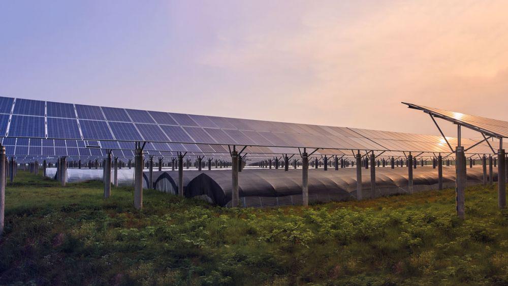 5 Fakta Agrivoltaic, Sistem yang Hasilkan Pangan dan Energi Sekaligus