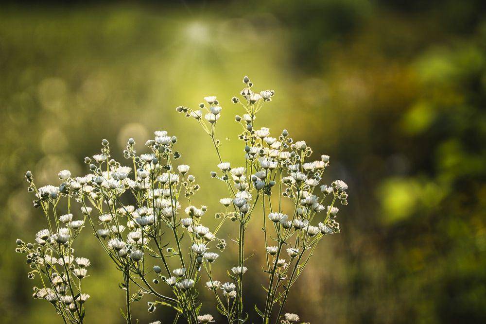 ilustrasi baby breath (pixabay.com/Nordseher)