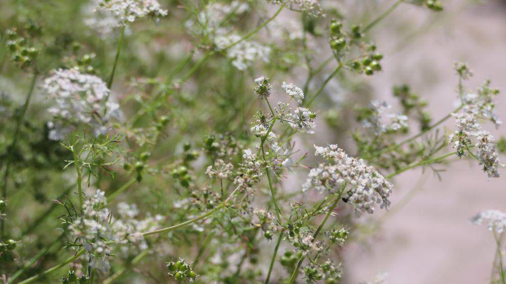 ilustrasi baby breath (pixabay.com/Glenn A Lucas)