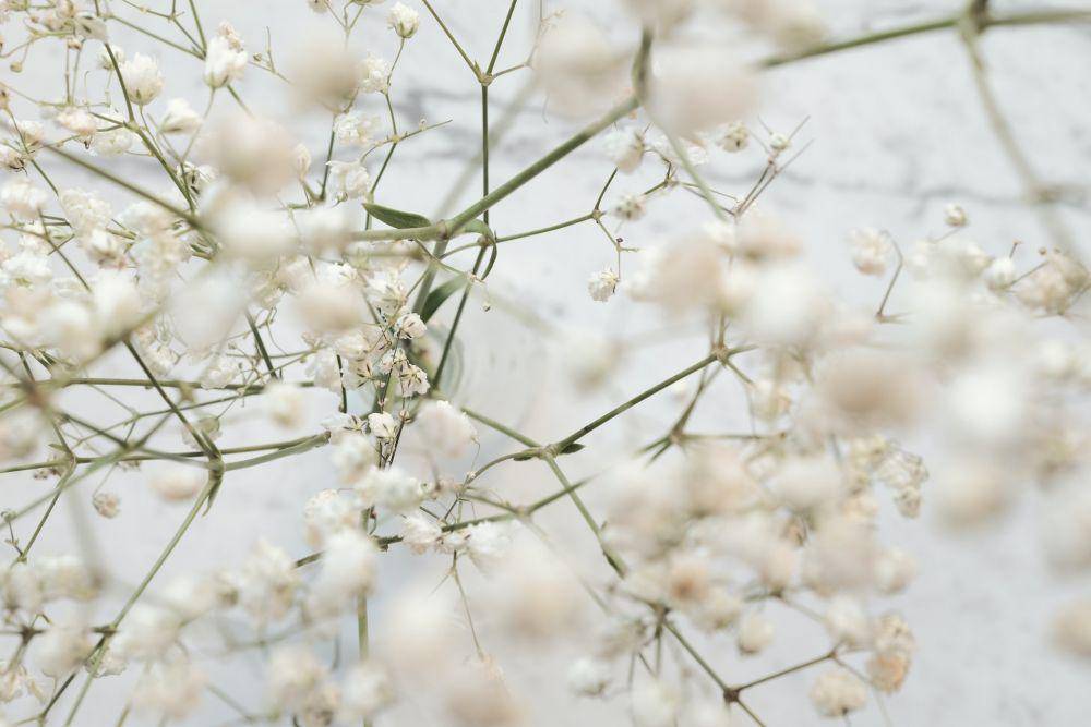 ilustrasi baby breath (unsplash.com/Clique Images)