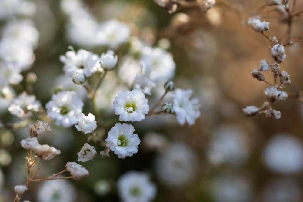 ilustrasi baby breath (unsplash.com/Dustin Humes)