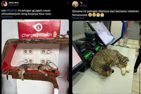 kucing di stasiun kocak (twitter.com/aldhiawolf | twitter.com/rijqaa)