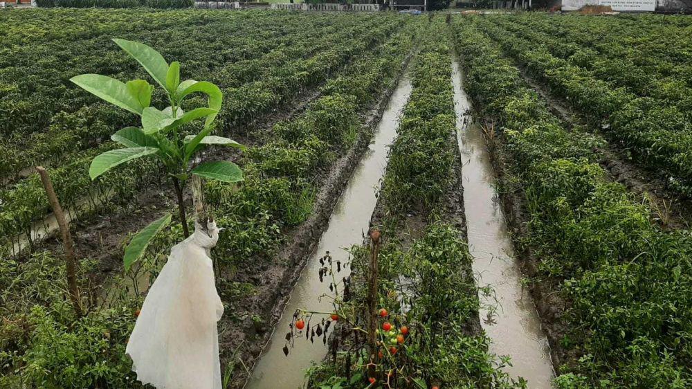 Siap Panen, Ratusan Hektare Tanaman Cabai di Bantul Mati