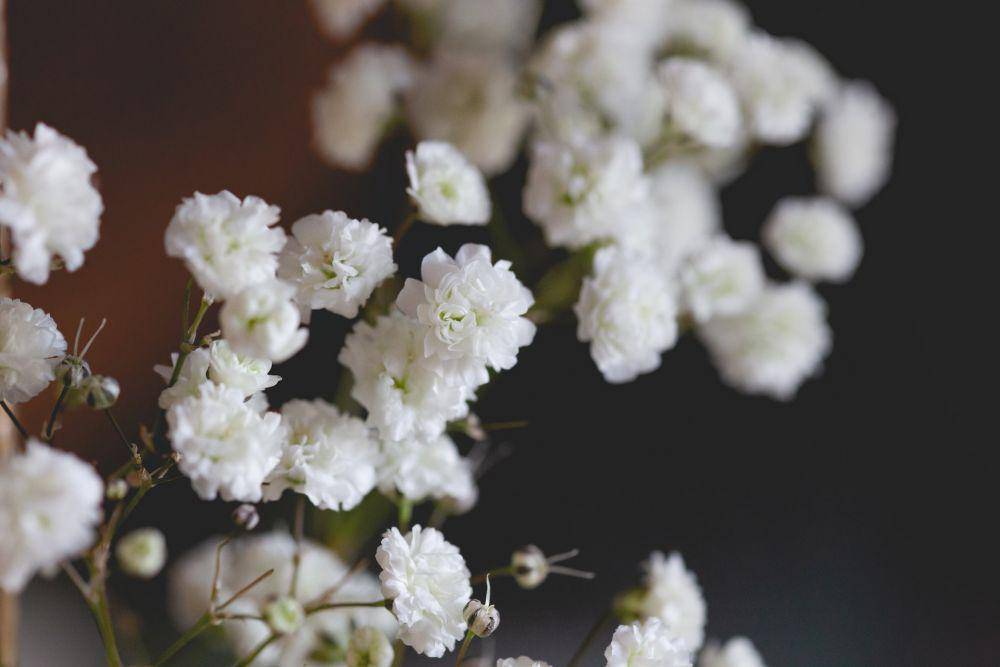 ilustrasi baby breath (unsplash.com/Judit Zimmermann)
