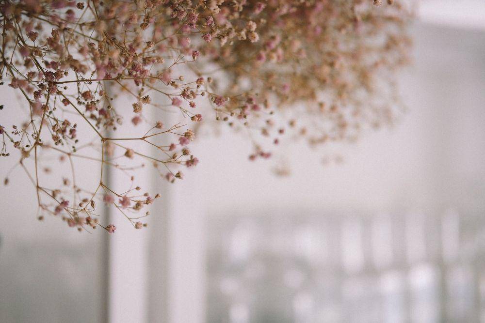 ilustrasi baby breath kering (unsplash.com/peter bucks)