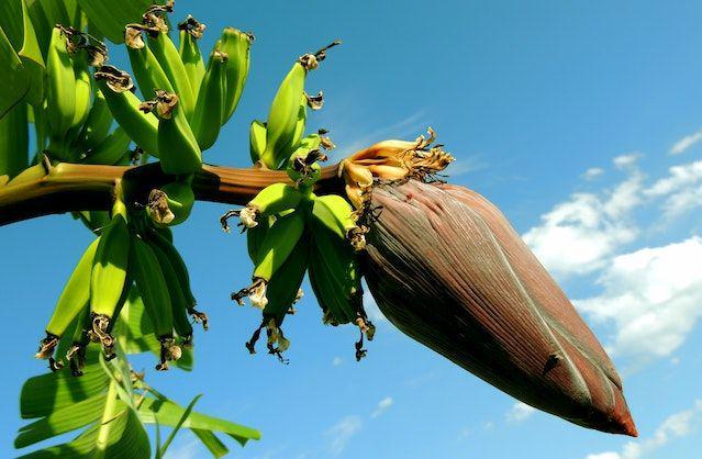 ilustrasi jantung pisang (pexels.com/Pixabay)