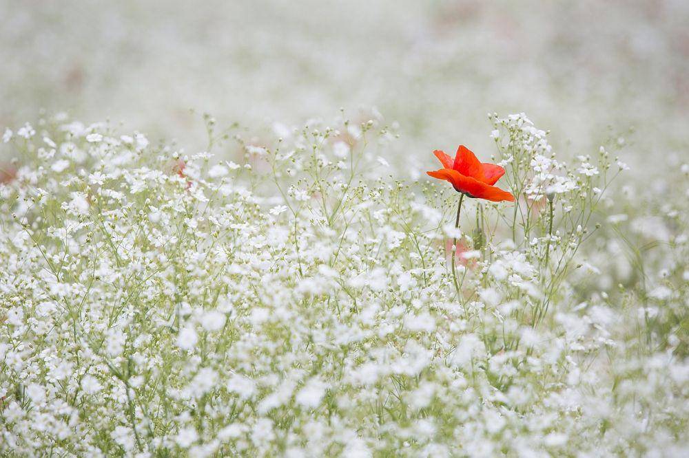 ilustrasi baby breath (pixabay.com/lee seonghak)