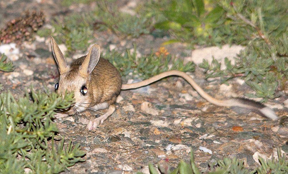 jerboa (Flickr/Sergey Yeliseev)