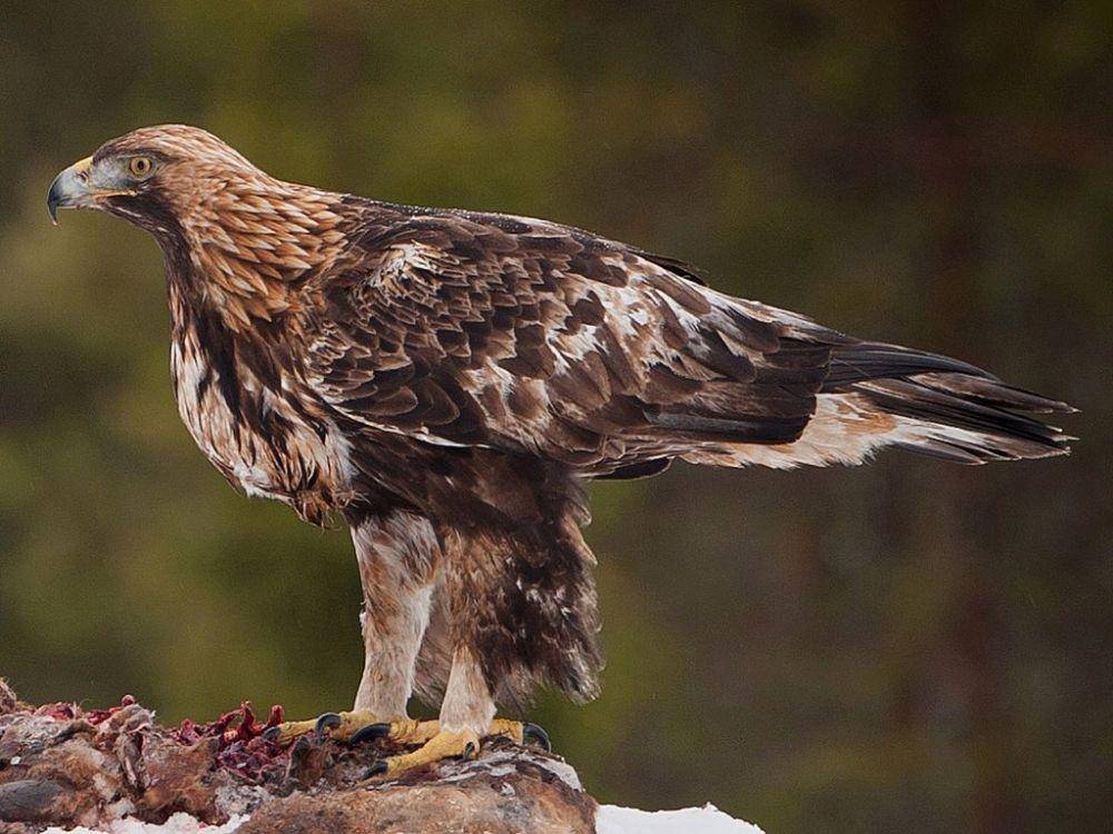 golder eagle (Wikimedia Commons/Jarkko Järvinen)