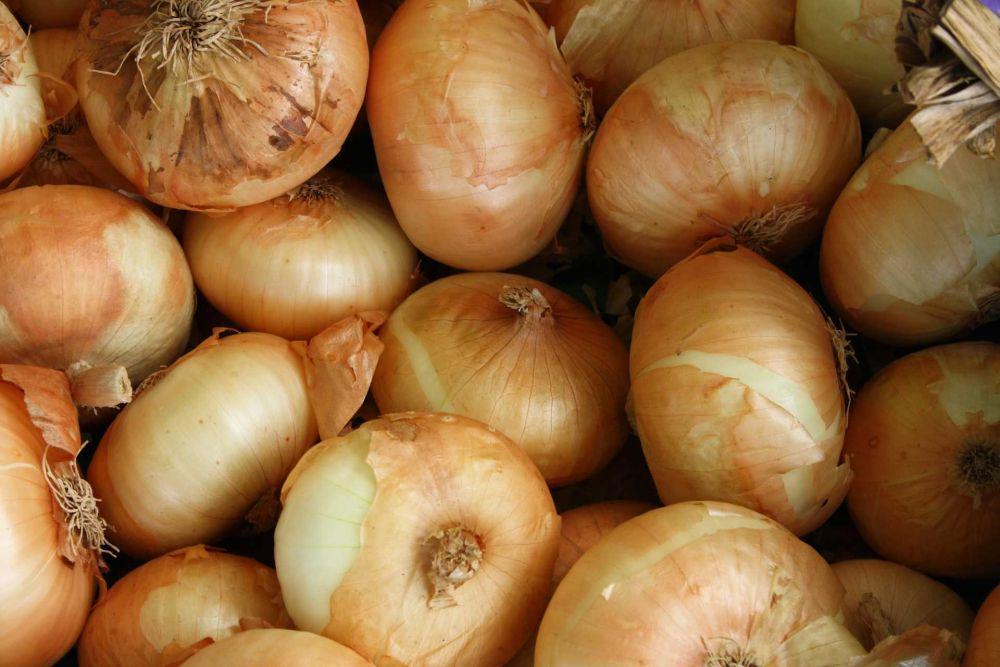 5 Cara Budidaya Bawang Bombai dari Bibit di Rumah