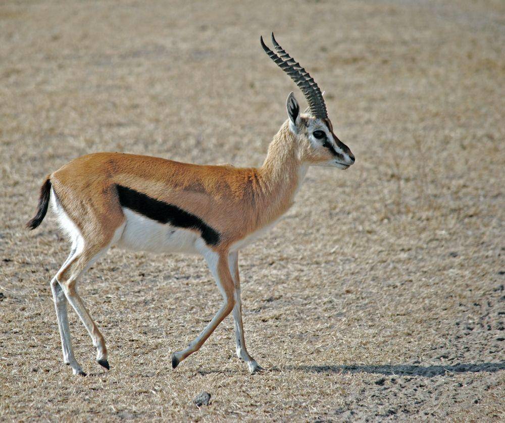 Gazelle ekor hitam (Unsplash/Jaliya Rasaputra)