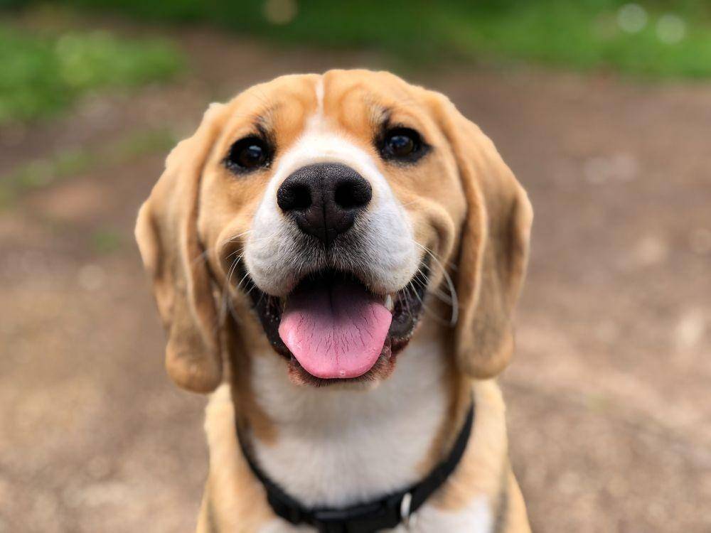 ilustrasi kumis anjing (Unsplash/Marliese Streefland)