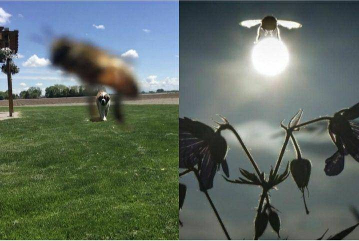 lebah kebelet eksis (reddit.com/RandyOrton040 | reddit.com/mike_pants)