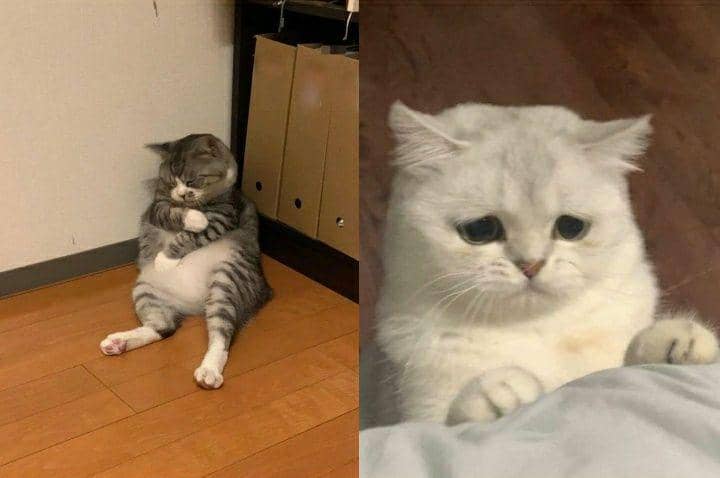 9 Potret Lucu Kucing Lagi Kesepian, Ada Yang Relate?