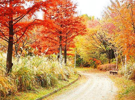 Potret Seoul Forest saat musim gugur (english.visitkorea.or.kr)