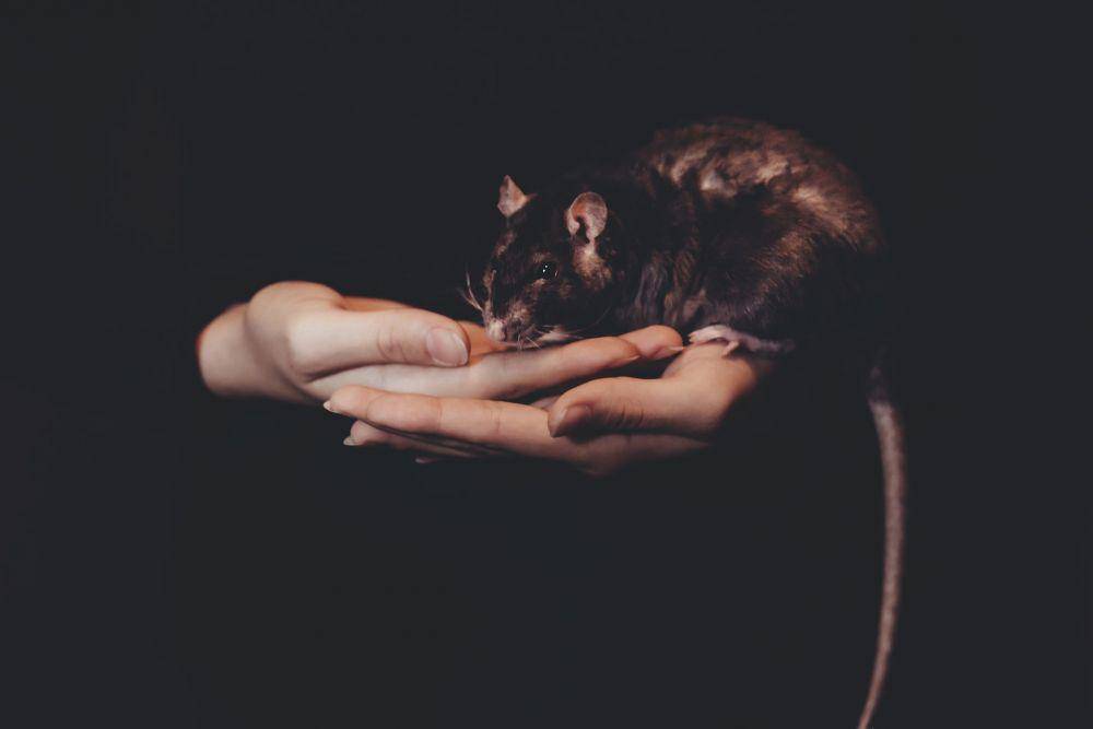 ilustrasi tikus (unsplash.com/freestocks)