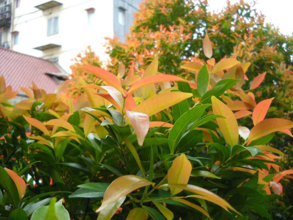 pucuk merah (commons.wikimedia.org/Taman Renyah)
