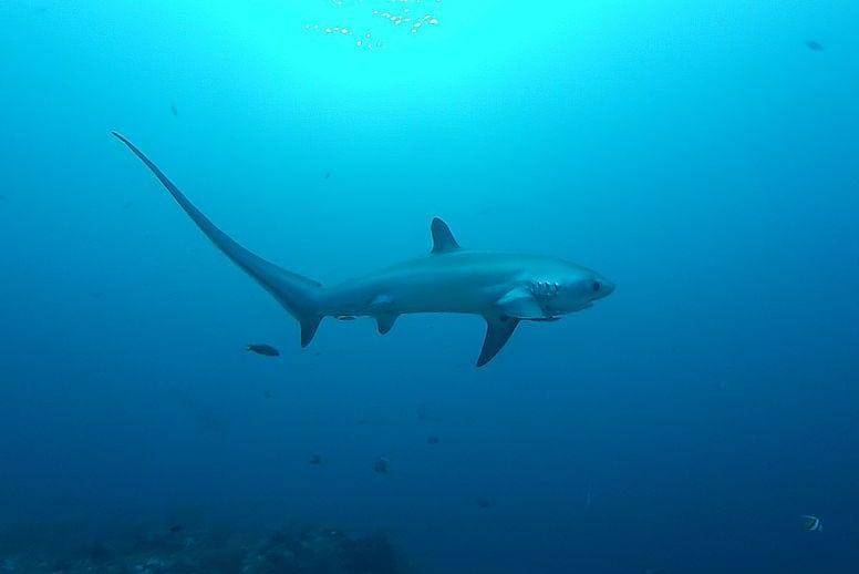 Hiu tikus berenang di laut. (commons.wikimedia.org/Thomas Alexander)