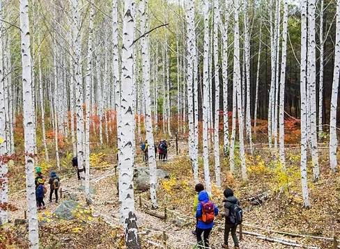 Wondaeri Birch Forest saat musim gugur (koreatodo.com)