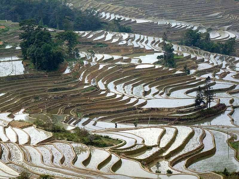 Rice Paddy, China (commons.wikimedia.org/BioMed Central)