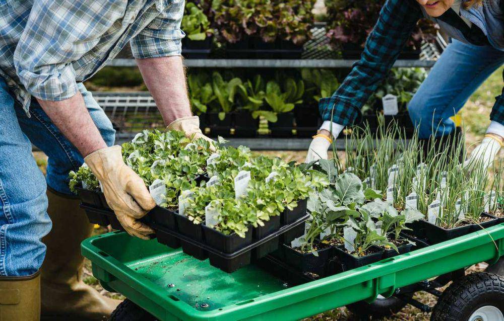 ilustrasi berkebun (pexels.com/Greta Hoffman)
