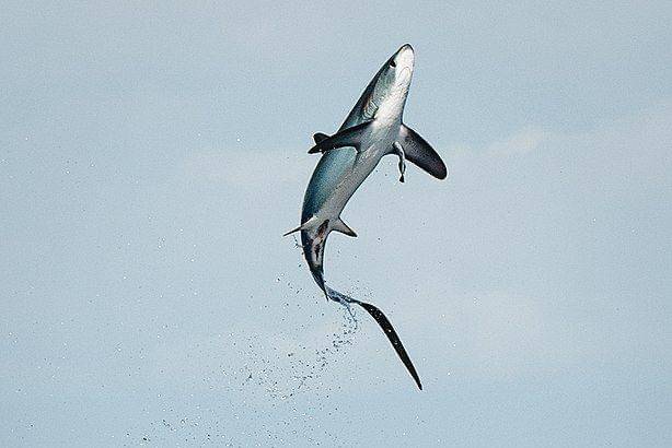 Seekor hiu tikus melompat ke udara. (commons.wikimedia.org/Steve Momot)