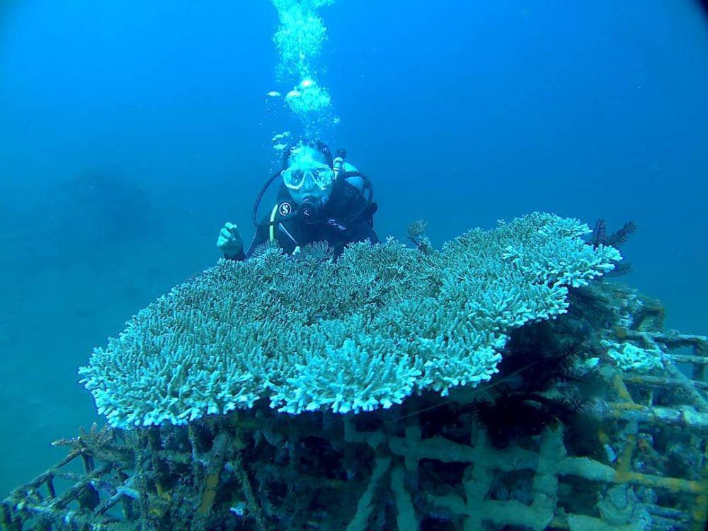 6 Penginapan Dekat Kawasan Bangsring Underwater, Surganya Snorkeling