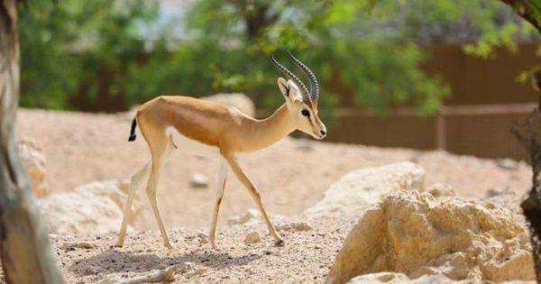 Arabian gazelle (alainzoo.ae)