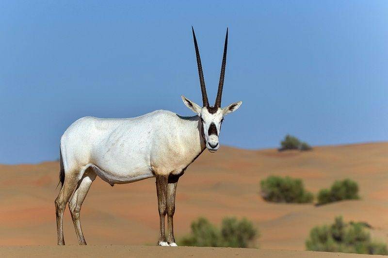 Arabian oryx (earth.com)