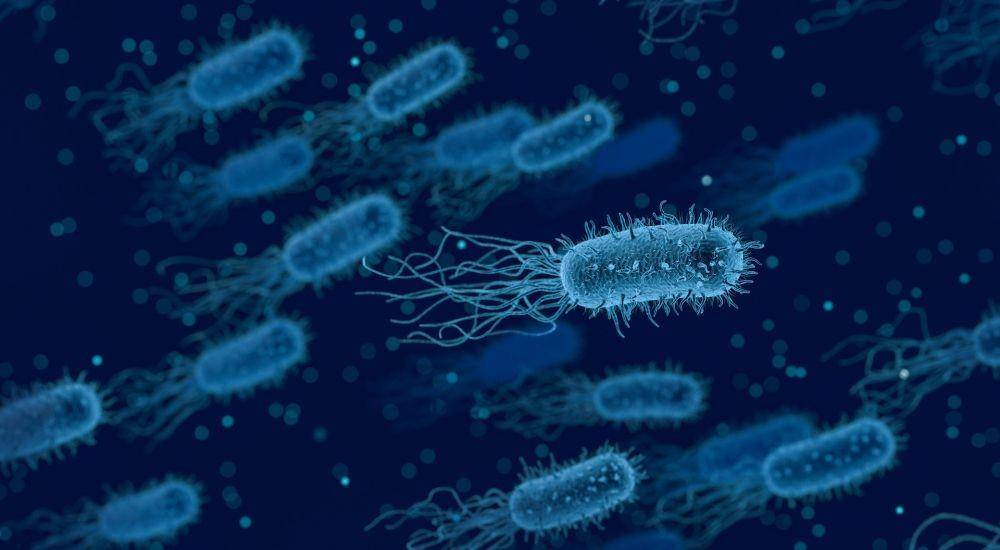 ilustrasi bakteri (Pixabay/qimono)