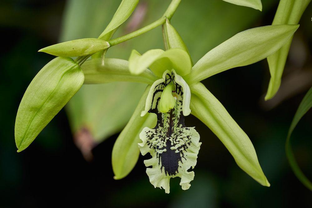 Anggrek Hitam: Si Cantik dari Kalimantan yang Makin Langka