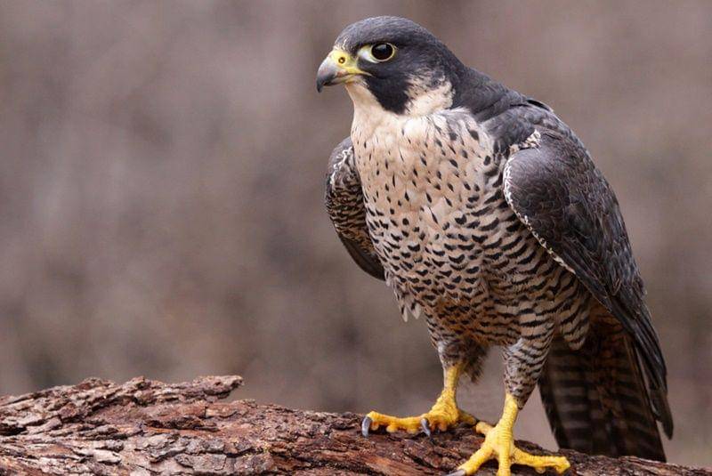 Falcon (collinsdictionary.com)