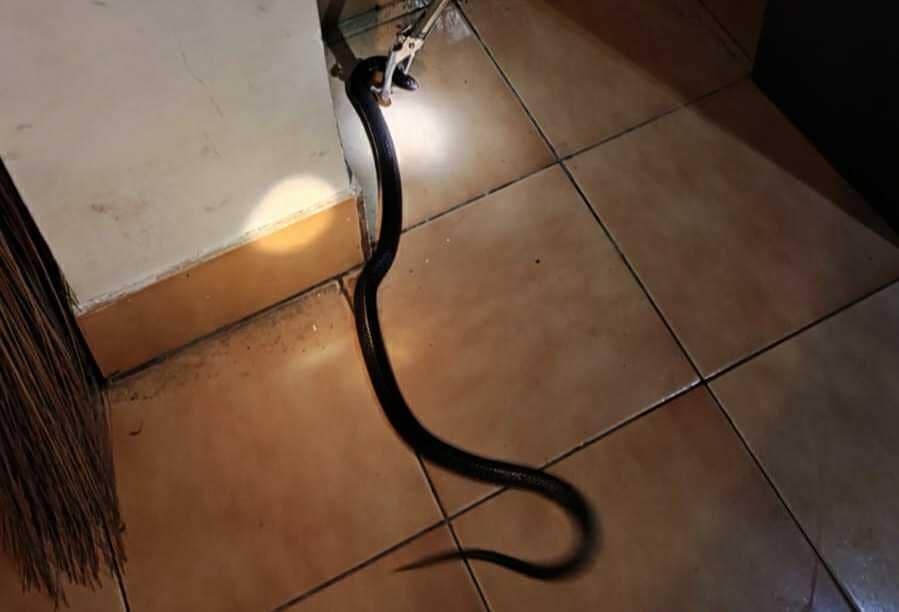 Ular Kobra Jawa Satroni Kantor BPKAD Pemkab Bantul