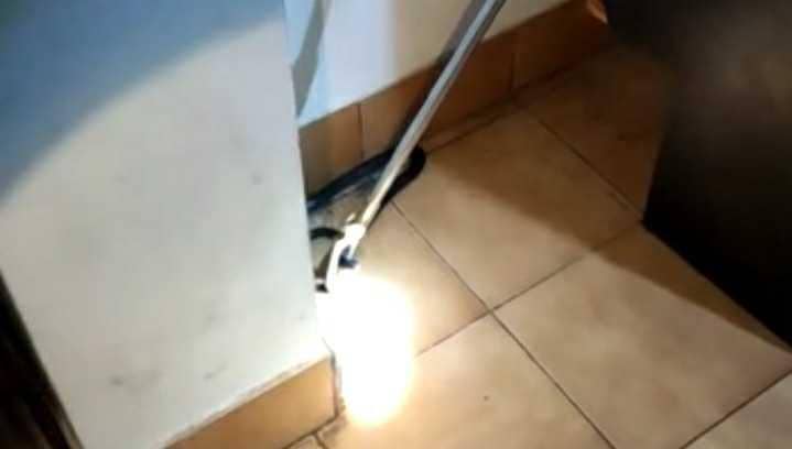 Evakuasi ular kobra di Kantor BPKAD Bantul. (Dok. BPBD Bantul)