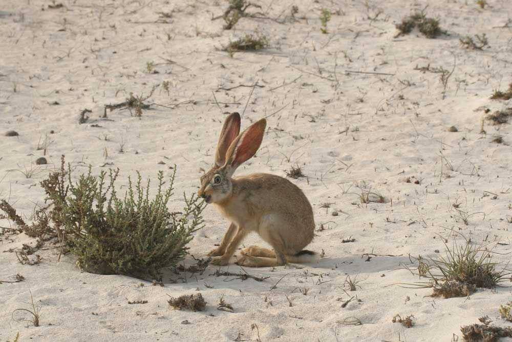 Cape hare (enature.qa)