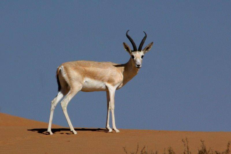 Arabian gazelle (ar.wikipedia.org)