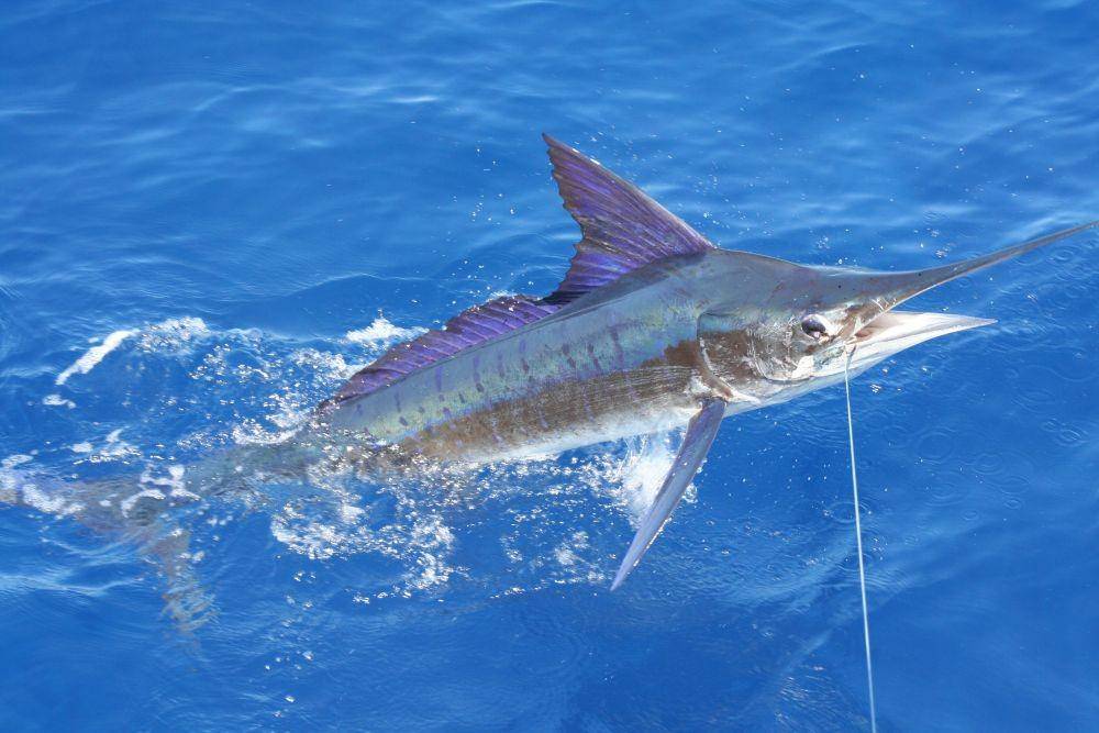 ilustrasi ikan marlin (wikimedia.org/Jackiemora01)
