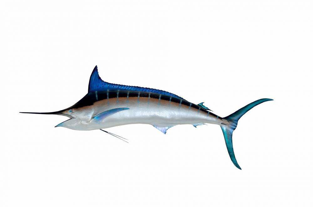 ilustrasi ikan marlin (pixabay.com/paulbr75)