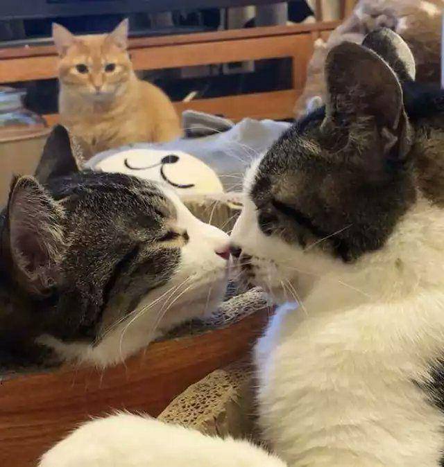 kucing beraksi dramatis (twitter.com/weirdlilguys)