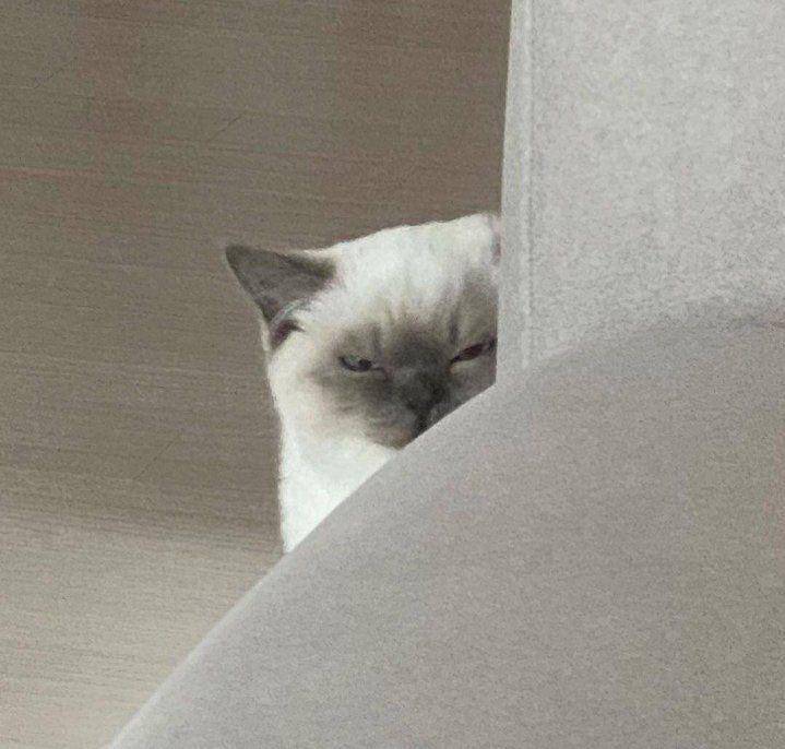 kucing beraksi dramatis (twitter.com/cat_auras)