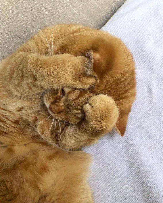 kucing beraksi dramatis (twitter.com/couplesimages)