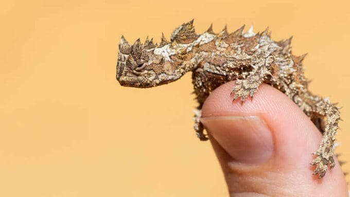 Thorny devil (bushheritage.org.au)