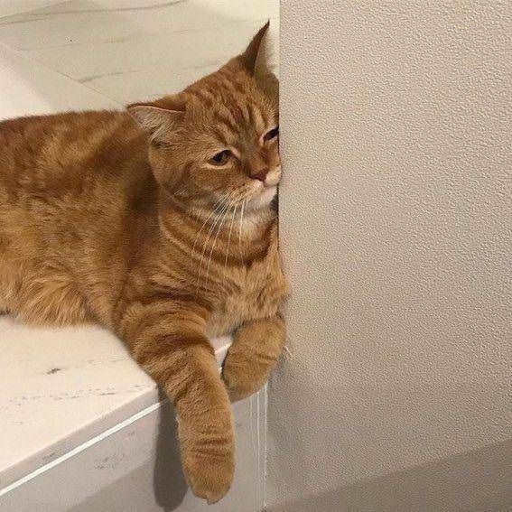 kucing beraksi dramatis (twitter.com/couplesimages)