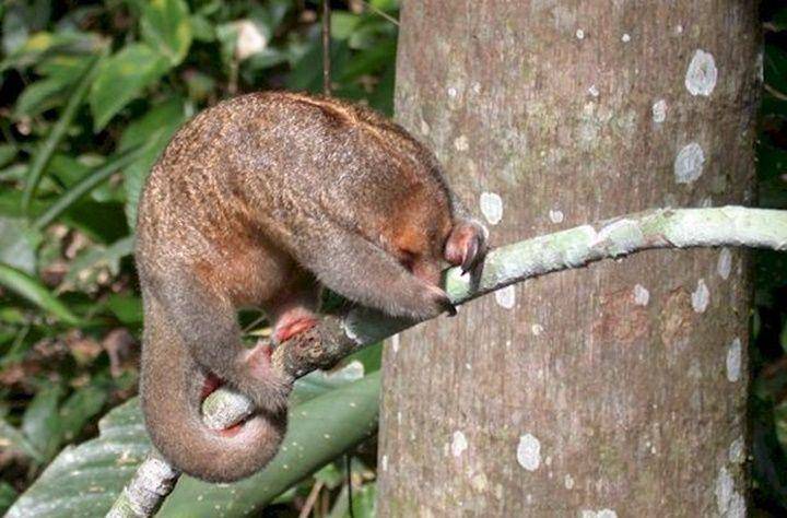 Silky anteater (eol.org)