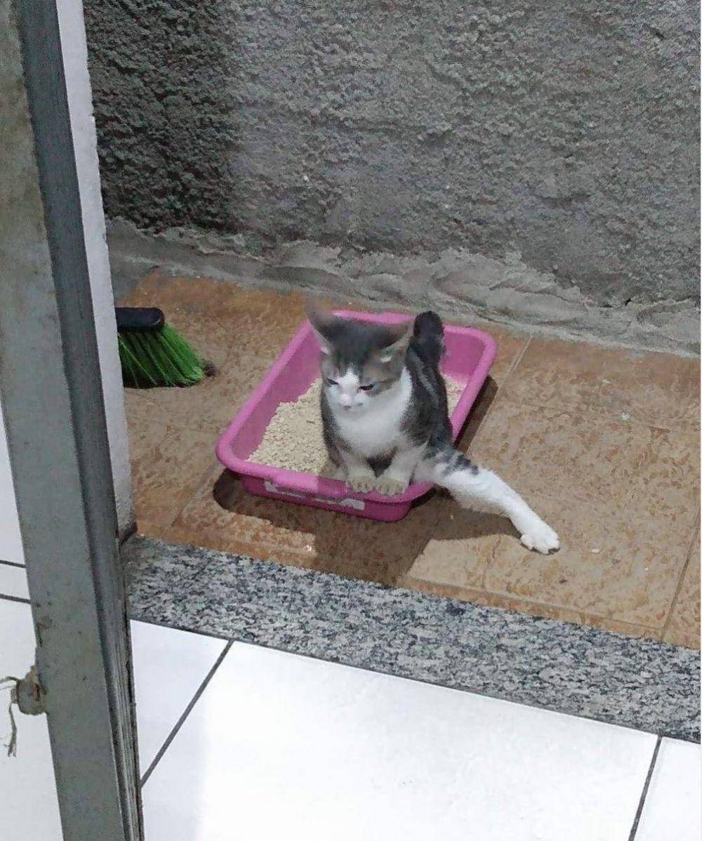 kucing beraksi dramatis (twitter.com/weirdlilguys)