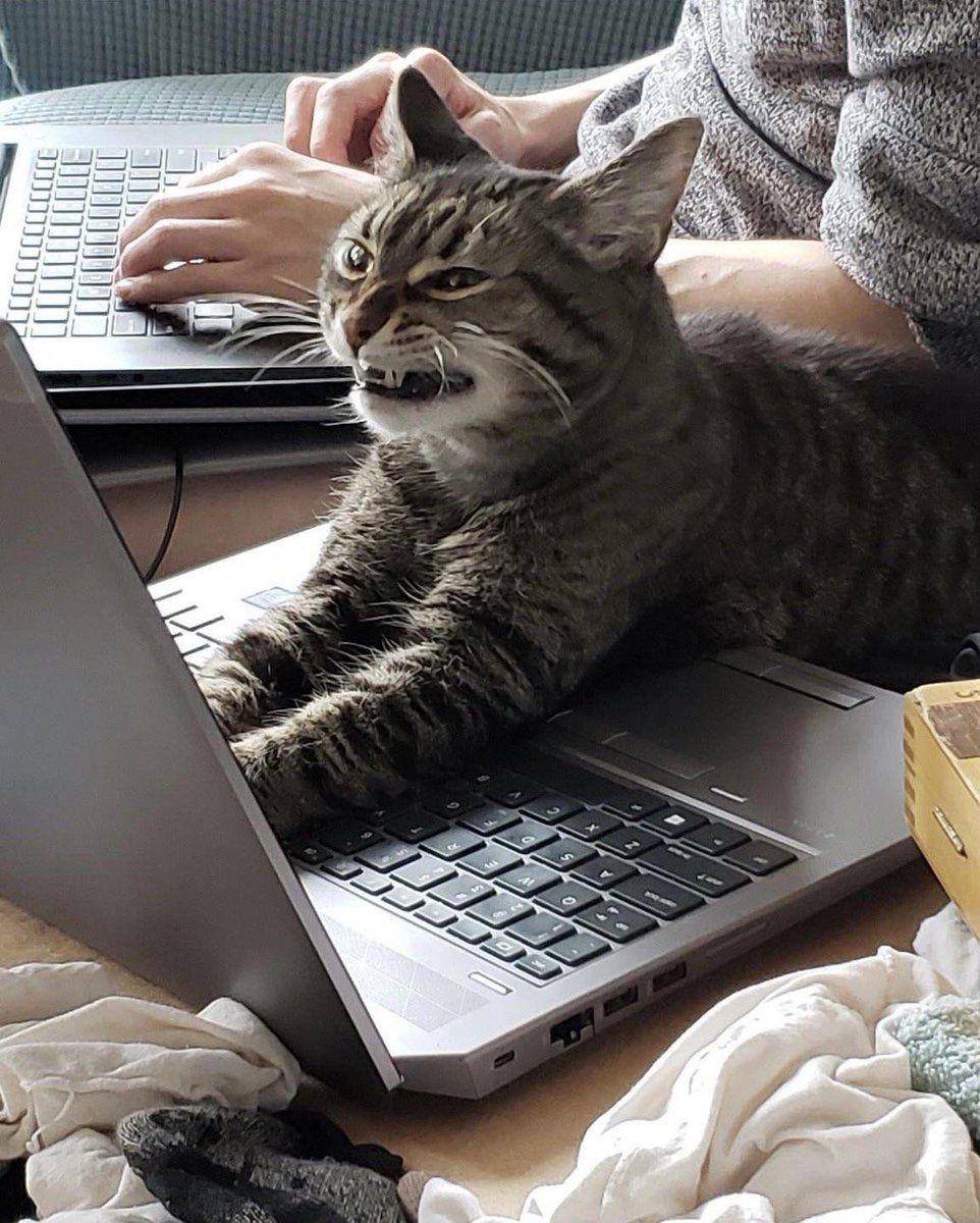 kucing beraksi dramatis (twitter.com/weirdlilguys)