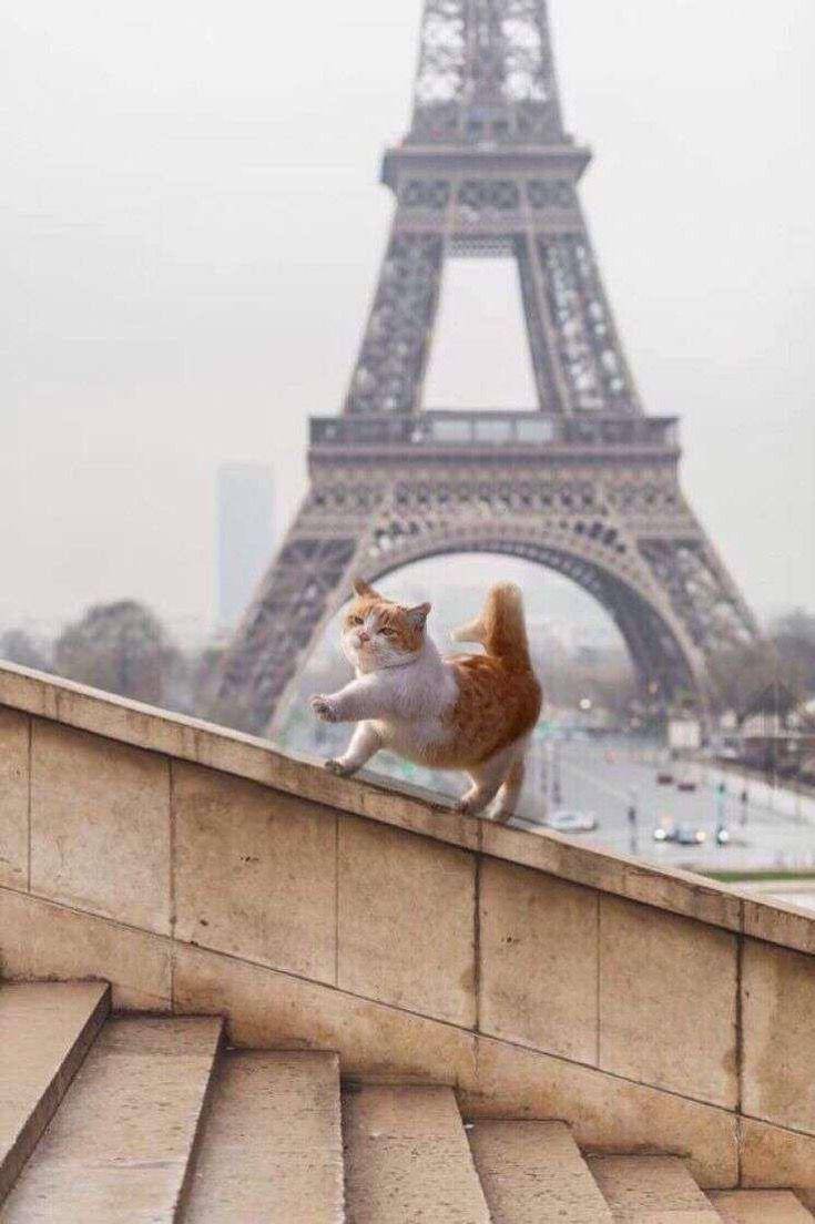 kucing beraksi dramatis (twitter.com/cat4pics)