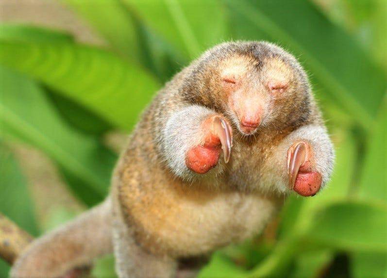 Silky anteater (yahoo.com)