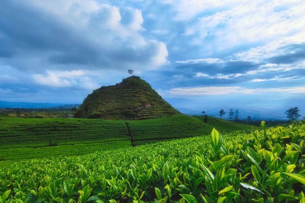 5 Fakta Gunung Cilik Wonosobo, View Kebun Tehnya Menyegarkan